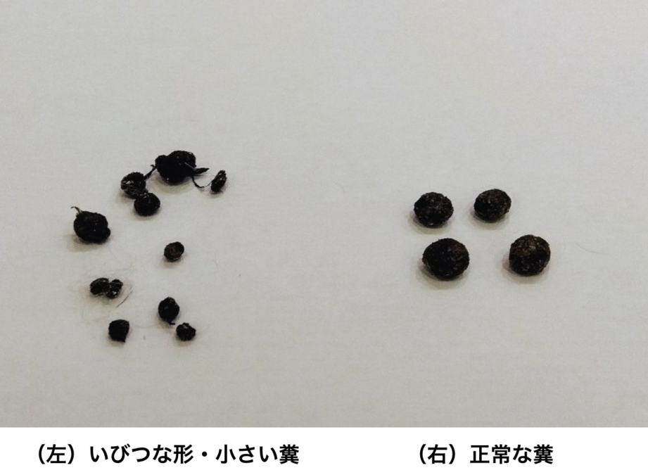 うさぎのふんみたいな便が出る理由とは？